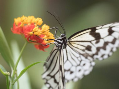 Okinawa pirinç kağıt kelebek