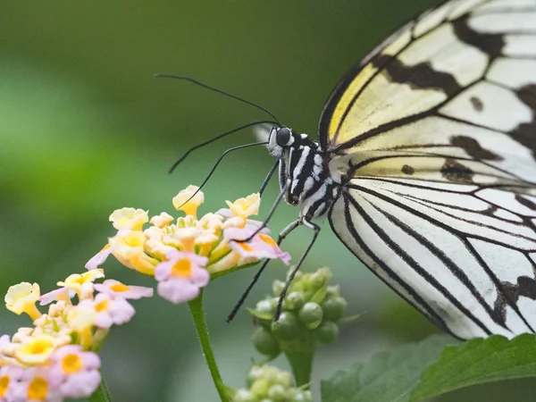 Papier Riz Papillon Okinawa — Photo
