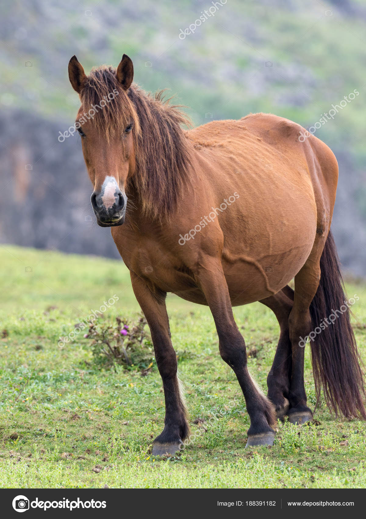 Horse Yonaguni Island Stock Photo Image By C Makieni777 188391182