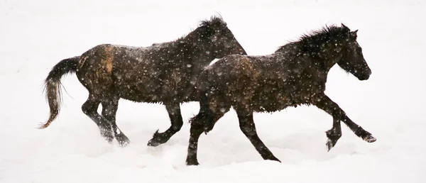 Laufpferde Winter — Stockfoto