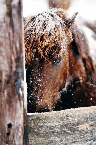 Caballo Invierno Hokkaido — Foto de Stock