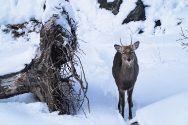 Kış hokkaido geyik