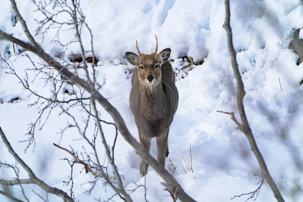 deer in winter hokkaido