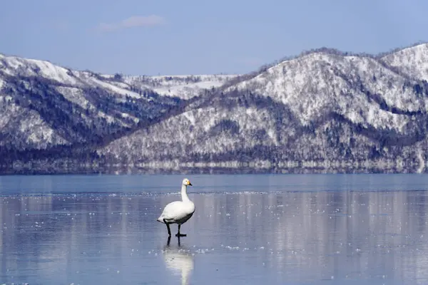 Cisne Lago Inverno — Fotografia de Stock