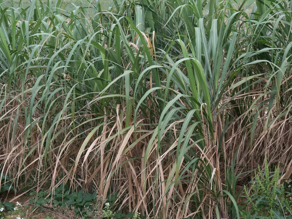 Сахарный Тростник Окинаве — стоковое фото