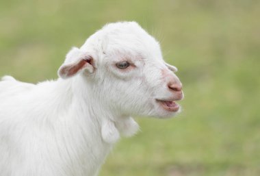 keçi Iriomote Adası