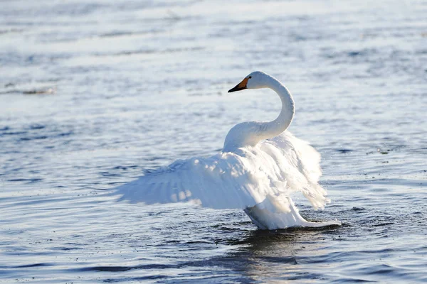 Cisne Lago Inverno — Fotografia de Stock