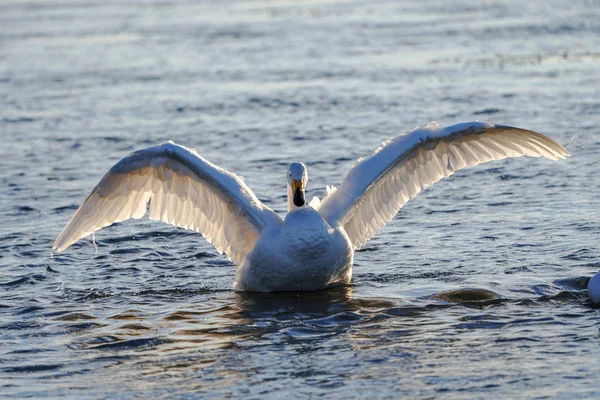Swan Winter Lake — Stock Photo, Image