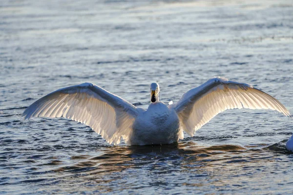 Cisne Lago Inverno — Fotografia de Stock