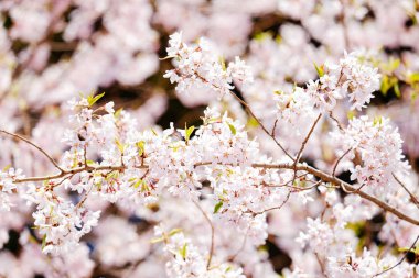 bahar Japonya kiraz çiçekleri