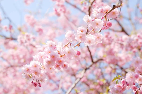 春日本の桜 — ストック写真