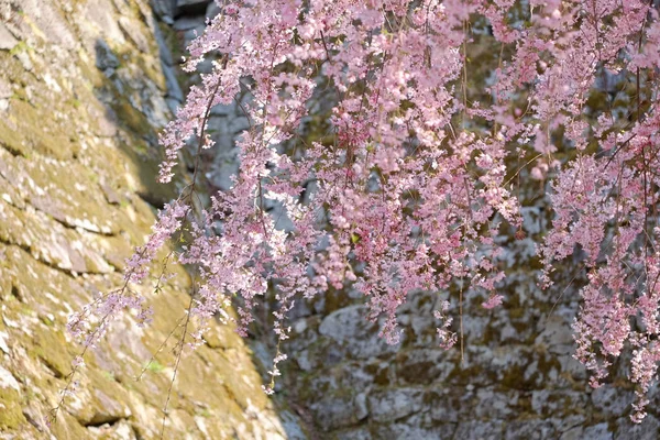 Цветение Вишни Весной — стоковое фото