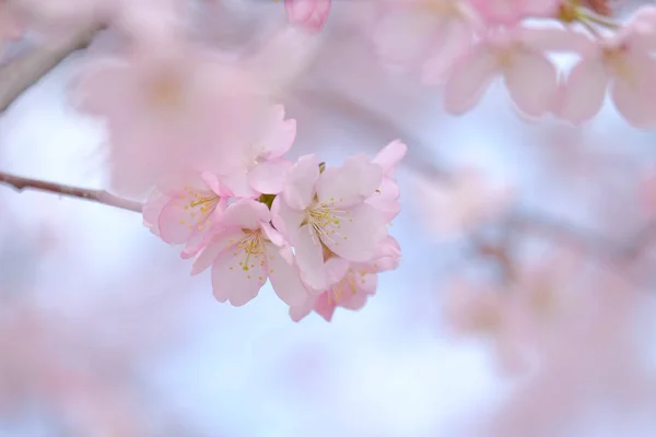 Bahar Kiraz Blosspms — Stok fotoğraf
