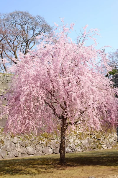 Tavasszal Cseresznye Blosspms — Stock Fotó