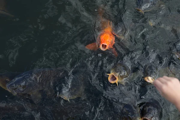 Karp Japanska Dammen — Stockfoto