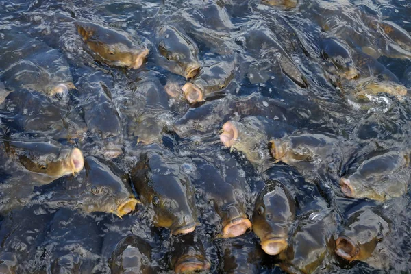 Karp Japanska Dammen — Stockfoto