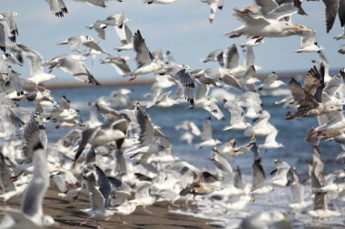 Kalabalık sahil kuşları