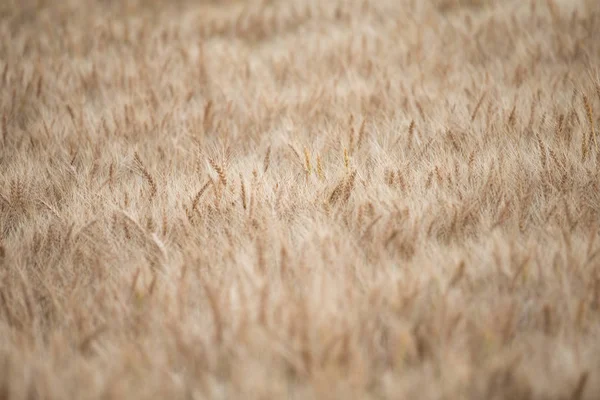 Wheat Field Hokkaido — Stock Photo, Image