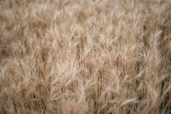 北海道の小麦畑 — ストック写真
