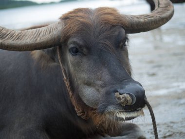 su aygırı Iriomote Adası