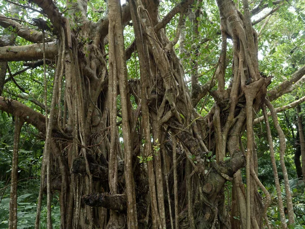 Banyan Baum Okinawa — Stockfoto