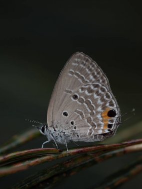 Okinawa küçük kelebek