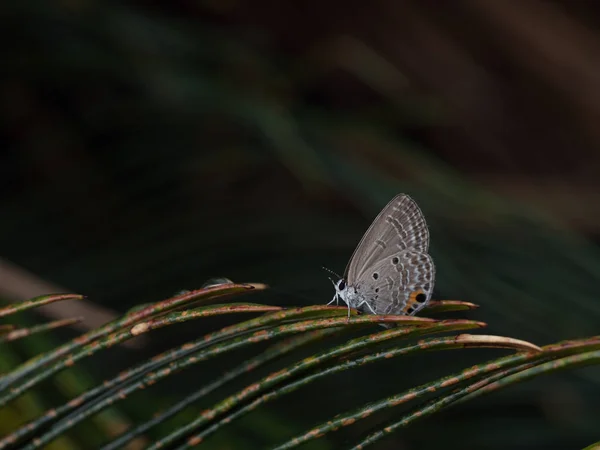 Kleiner Schmetterling Okinawa — Stockfoto