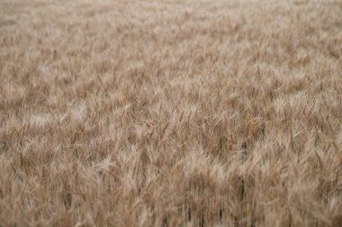 hokkaido buğday alanında