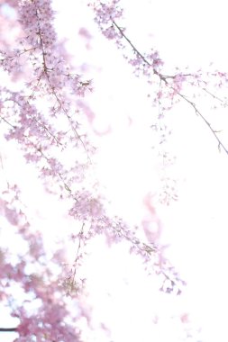 Japonya 'da kiraz çiçekleri