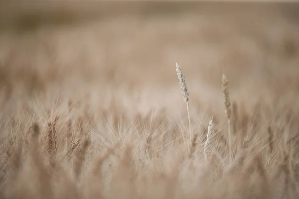 Campo Trigo Hokkaido — Fotografia de Stock