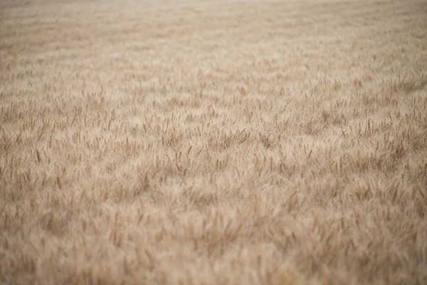 Câmp Grâu Hokkaido — Fotografie, imagine de stoc