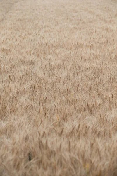 Câmp Grâu Hokkaido — Fotografie, imagine de stoc