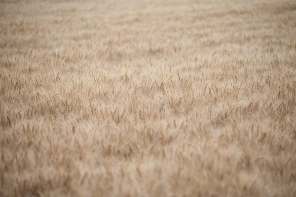 Пшенична Сфера Матері Ферма — стокове фото