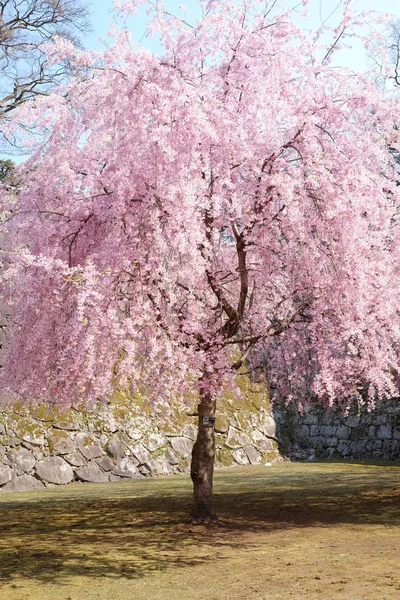 Cherry Blossoms Japan — Stock Photo, Image