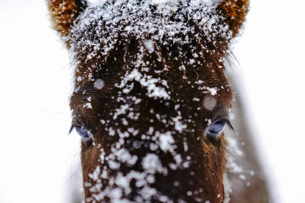 Лошадь Зимой Hokkaido — стоковое фото