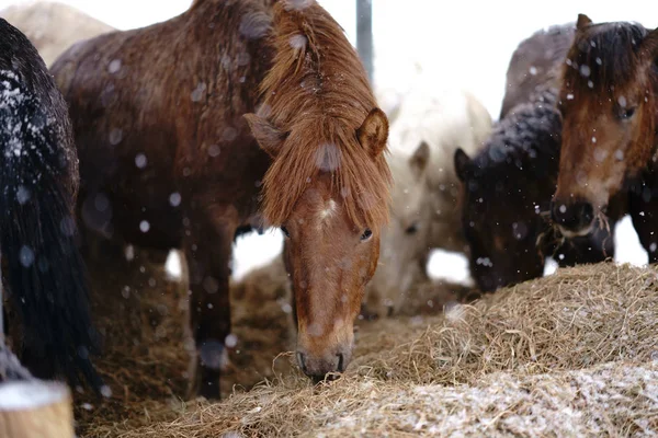 Caballo Invierno Hokkaido — Foto de Stock