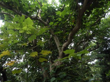 Banyan Ishigaki Adası