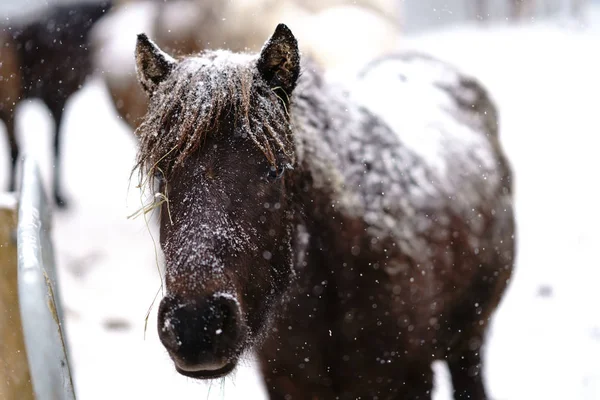 Caballo Invierno Hokkaido — Foto de Stock