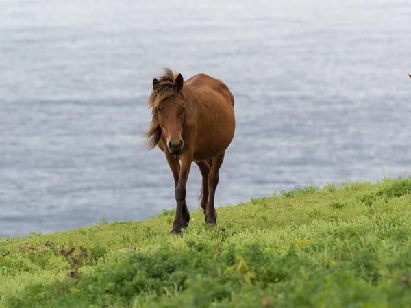 Pferd Auf Der Insel Yonaguni — Stockfoto