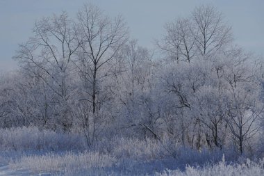 Kış hokkaido manzara