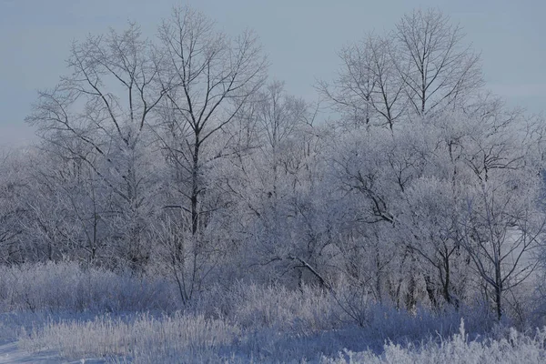 Paisaje Invierno Hokkaido —  Fotos de Stock