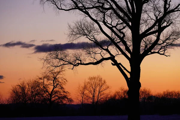 Paesaggio Inverno Hokkaido — Foto Stock