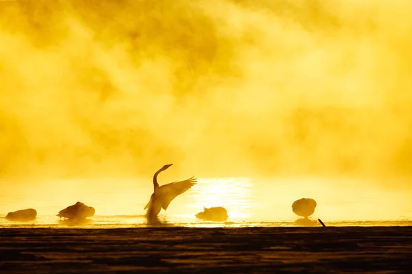 Cigno Nel Lago Invernale — Foto Stock