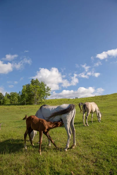 Koń Letnich Pastwisk — Zdjęcie stockowe