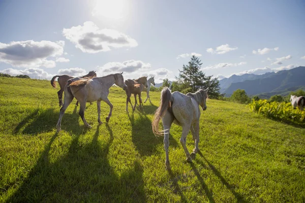 Άλογο Βοσκότοπους Καλοκαίρι — Φωτογραφία Αρχείου