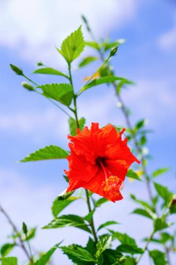 ebegümeci ve mavi gökyüzü