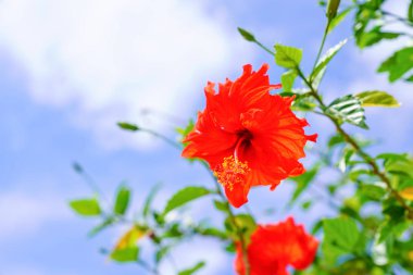 ebegümeci ve mavi gökyüzü