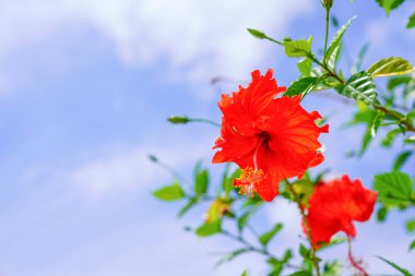 ebegümeci ve mavi gökyüzü