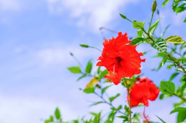 ebegümeci ve mavi gökyüzü