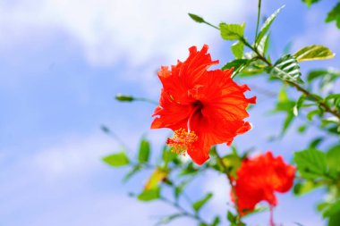 ebegümeci ve mavi gökyüzü